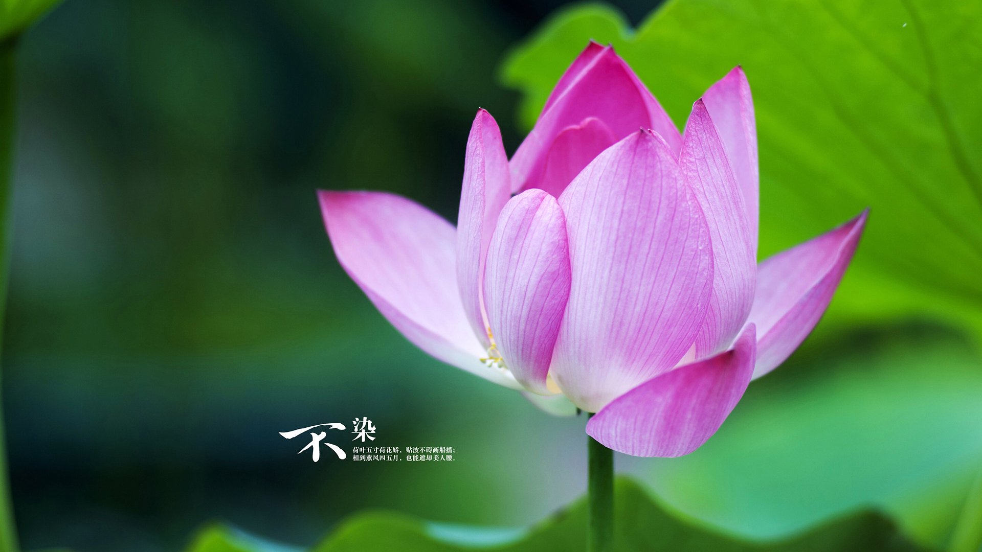 九游-美国队赛制分析：如何在复杂赛制中保持团队默契，美国队比赛视频