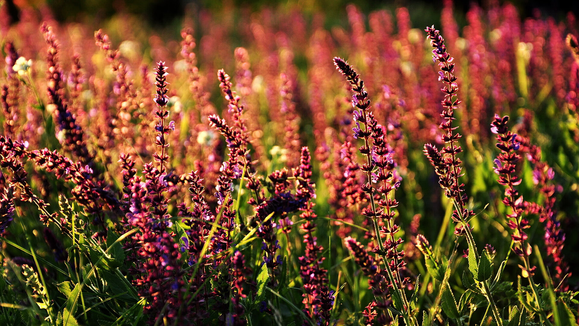 梅尔滕斯保持高速输出 展现强心脏，梅尔滕斯男友真帅