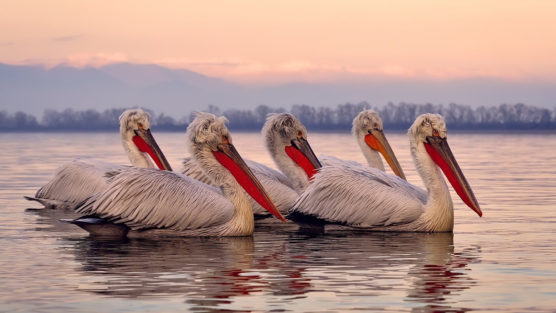 鹈鹕替补控卫爆发成为意外之喜，鹈鹕替补中锋
